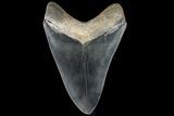 Serrated, Fossil Megalodon Tooth - Beautiful Enamel #84140-2
